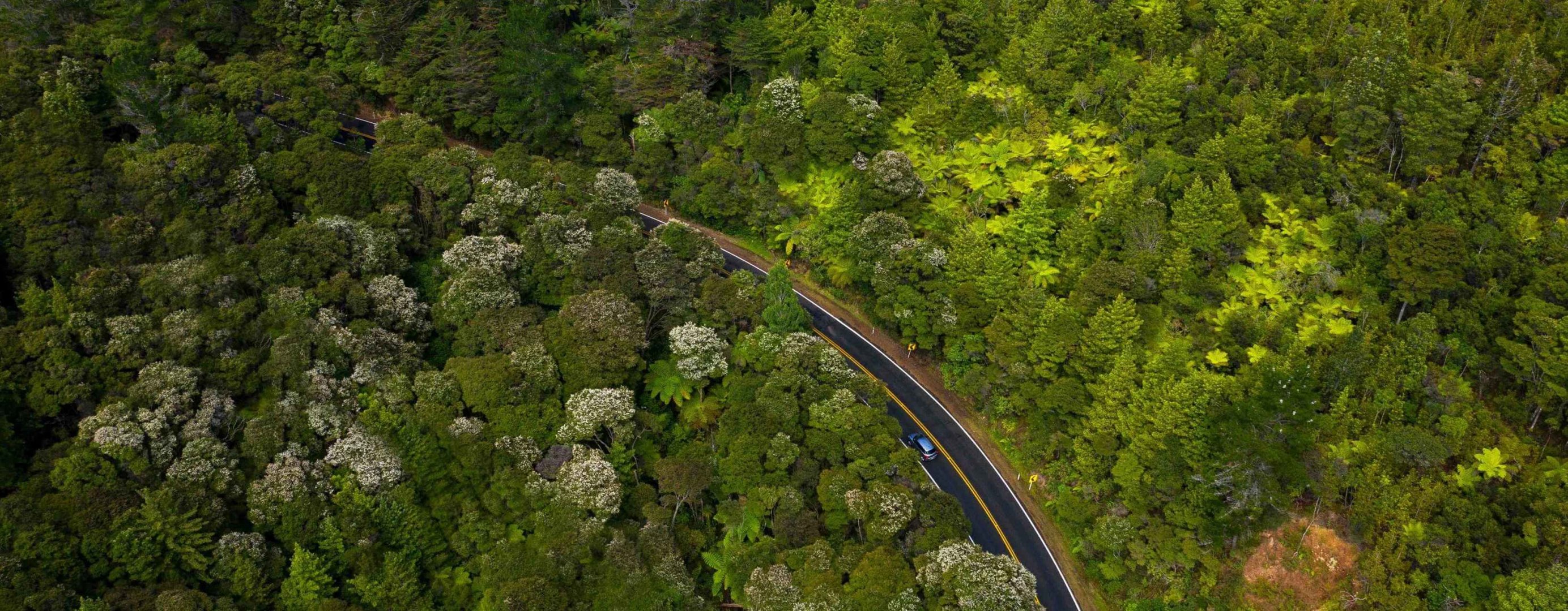 Drone image of car driving in forest.jpg